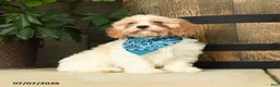 Cavachon dogs for sale: Trevor - Ad 2
