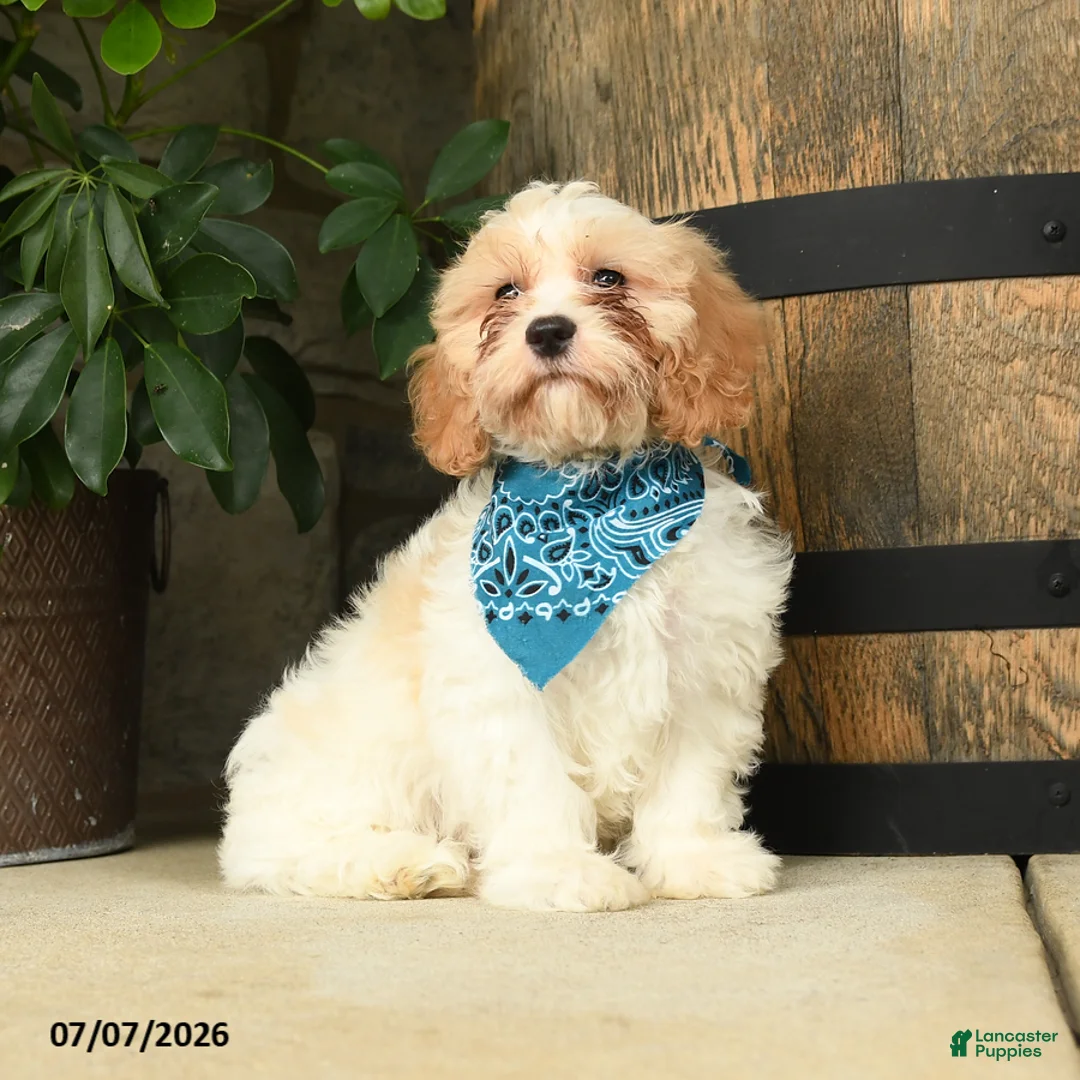 Cavachon dogs for sale: Trevor - Ad 2