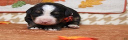 Bernese Mountain Dog dogs for sale: Rafiki  - Ad 3