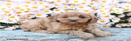 Cavapoo dogs for sale: Twyla - Ad 3