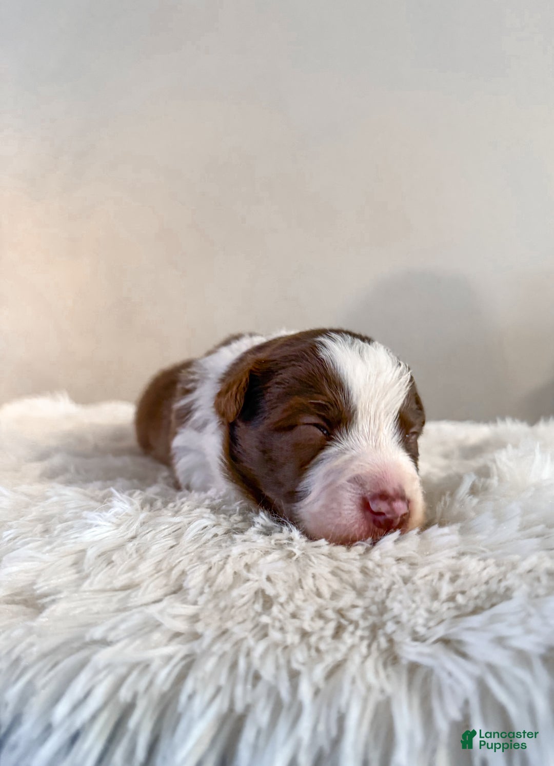 Border Collie dogs for sale: Porsche  - Ad 2