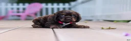 Cocker Spaniel dogs for sale: Anna - Ad 3