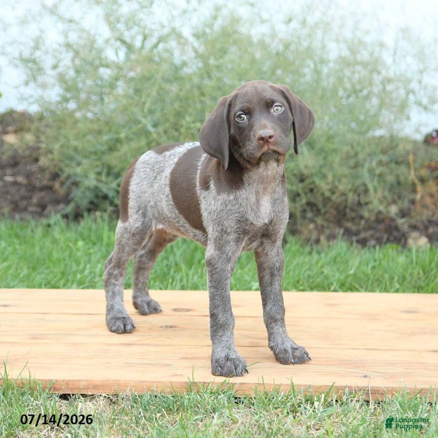 German Shorthaired Pointer dogs Cinnamon - Ad 1