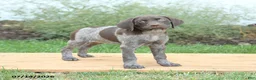 German Shorthaired Pointer dogs for sale: Cinnamon - Ad 1