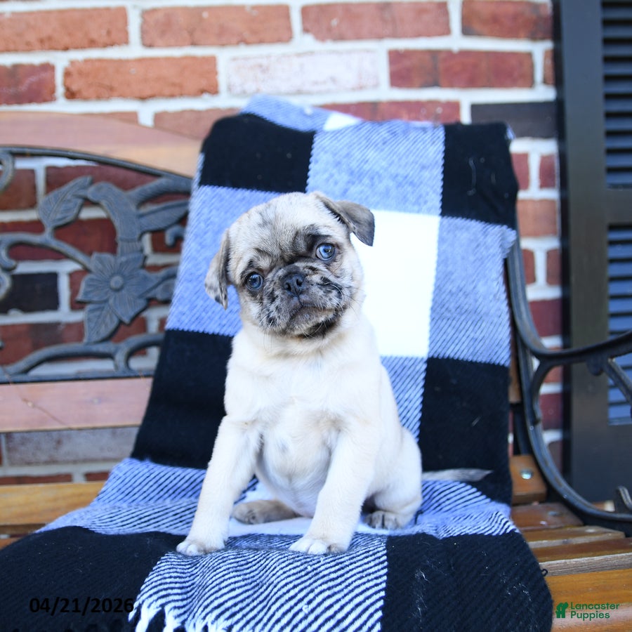 Pug dogs Tweety - Ad 1