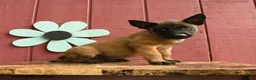 Belgian Malinois dogs for sale: Pilot - Ad 5