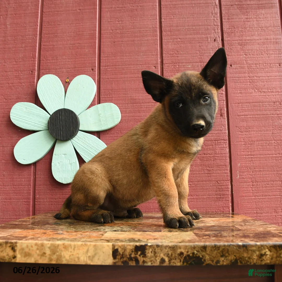 Belgian Malinois dogs for sale: Pilot - Ad 5