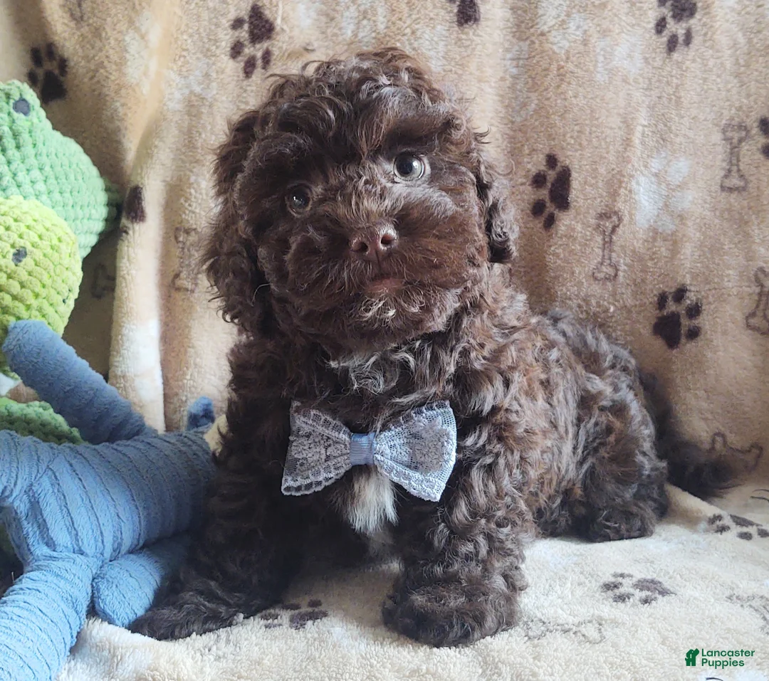 Maltipoo dogs for sale: Chocolate Chunk  - Ad 6