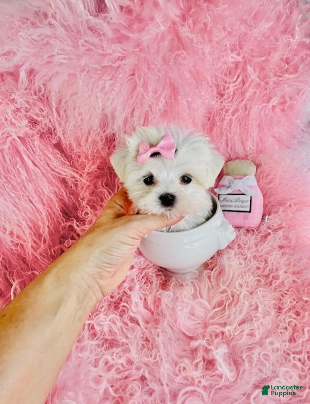 Maltese dogs for sale: Maltese 1 - Ad 2