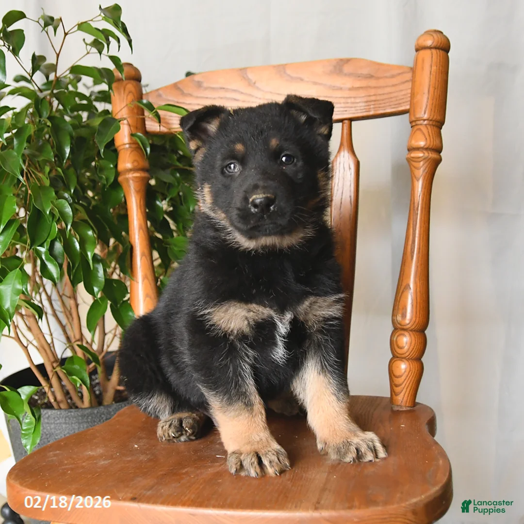 German Shepherd dogs for sale: Moon   - Ad 2