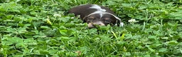 Miniature Dachshund dogs for sale: Princess - Elegant AKC Long-Haired Chocolate & White Piebald - Ad 4