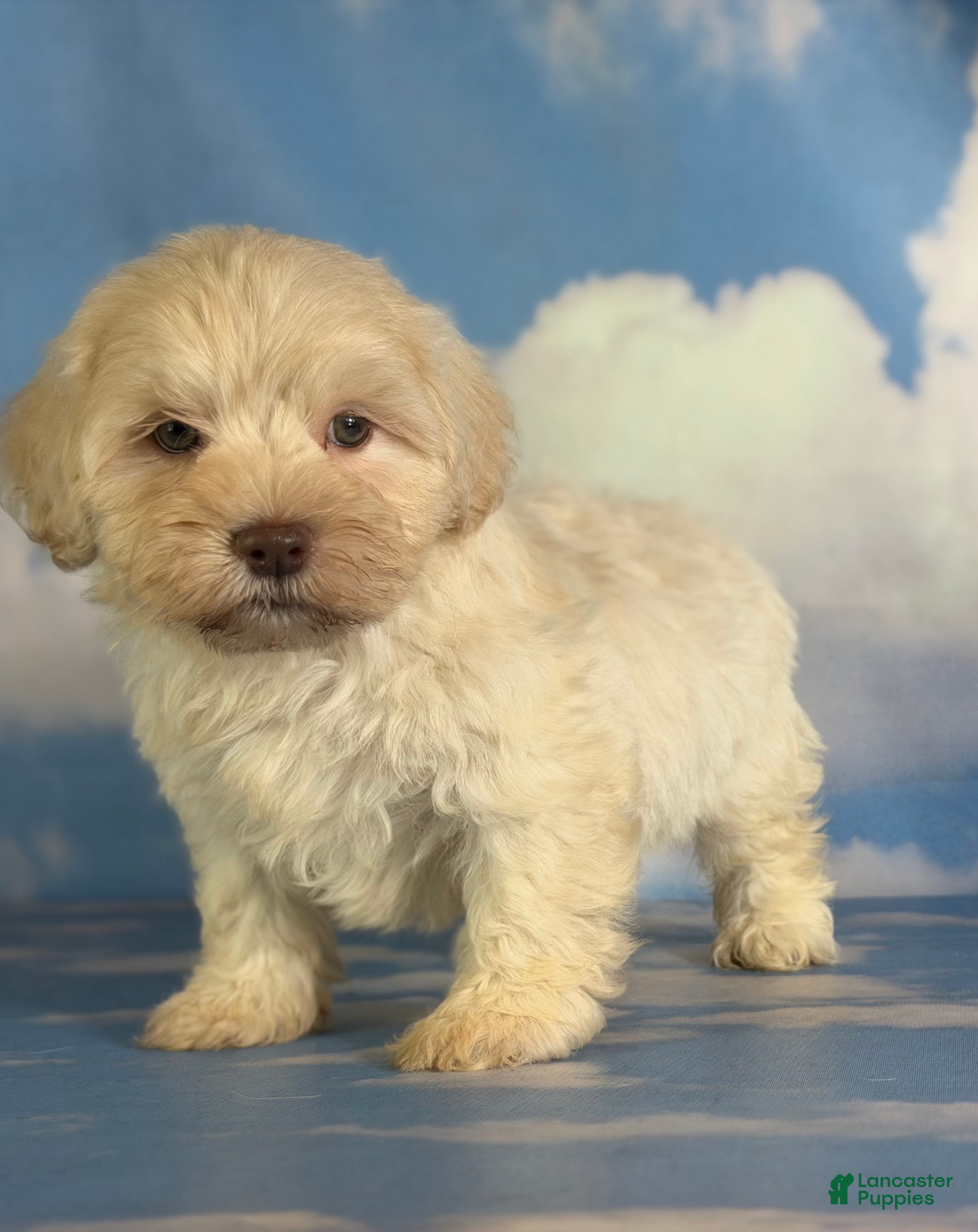 Schnoodle dogs Parker - Ad 2