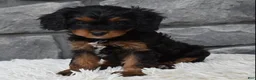 Cavapoo dogs for sale: Roxy - Ad 9