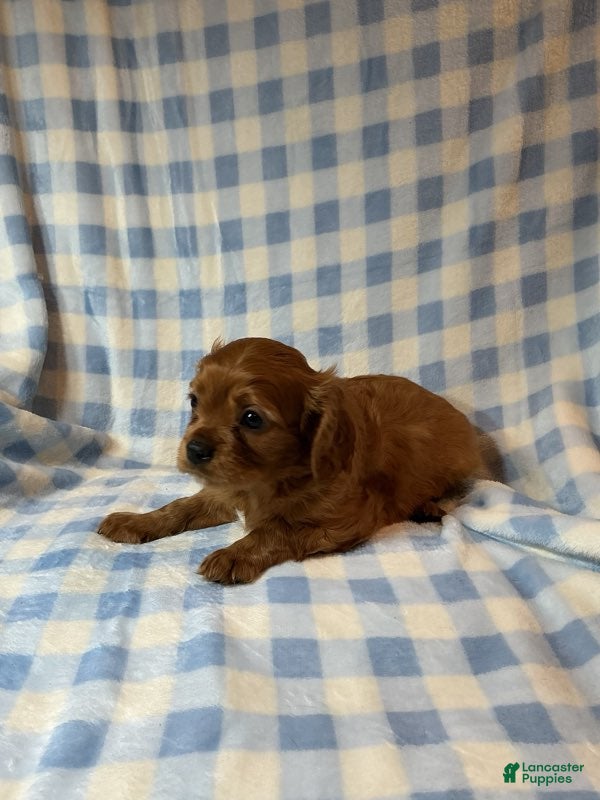 Cavapoo dogs Ruby (Dodger) - Ad 2