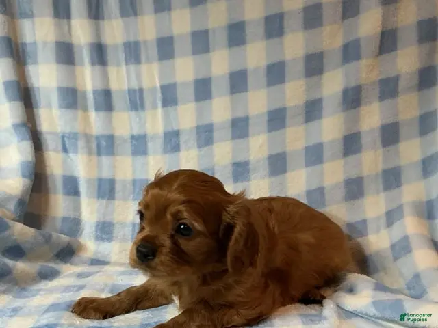 Cavapoo dogs for sale: Ruby (Dodger) - Ad 2