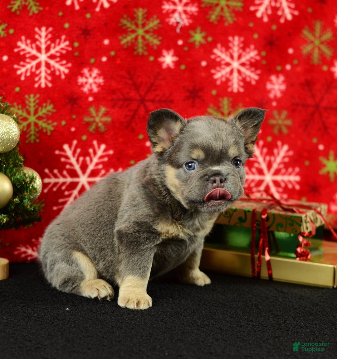 French Bulldog dogs for sale: Champ - Ad 3