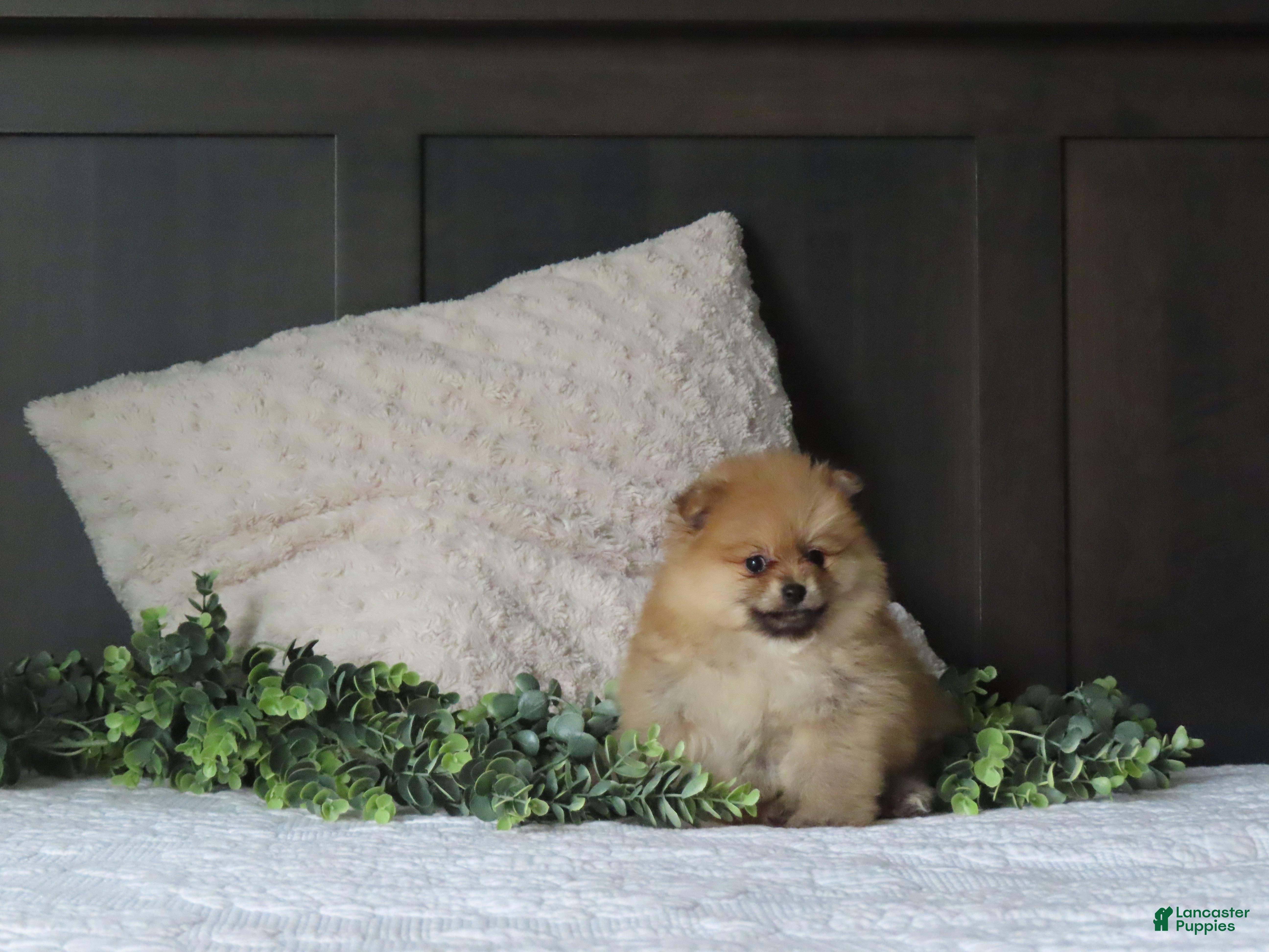 Pomeranian dogs BONNIE - Ad 2