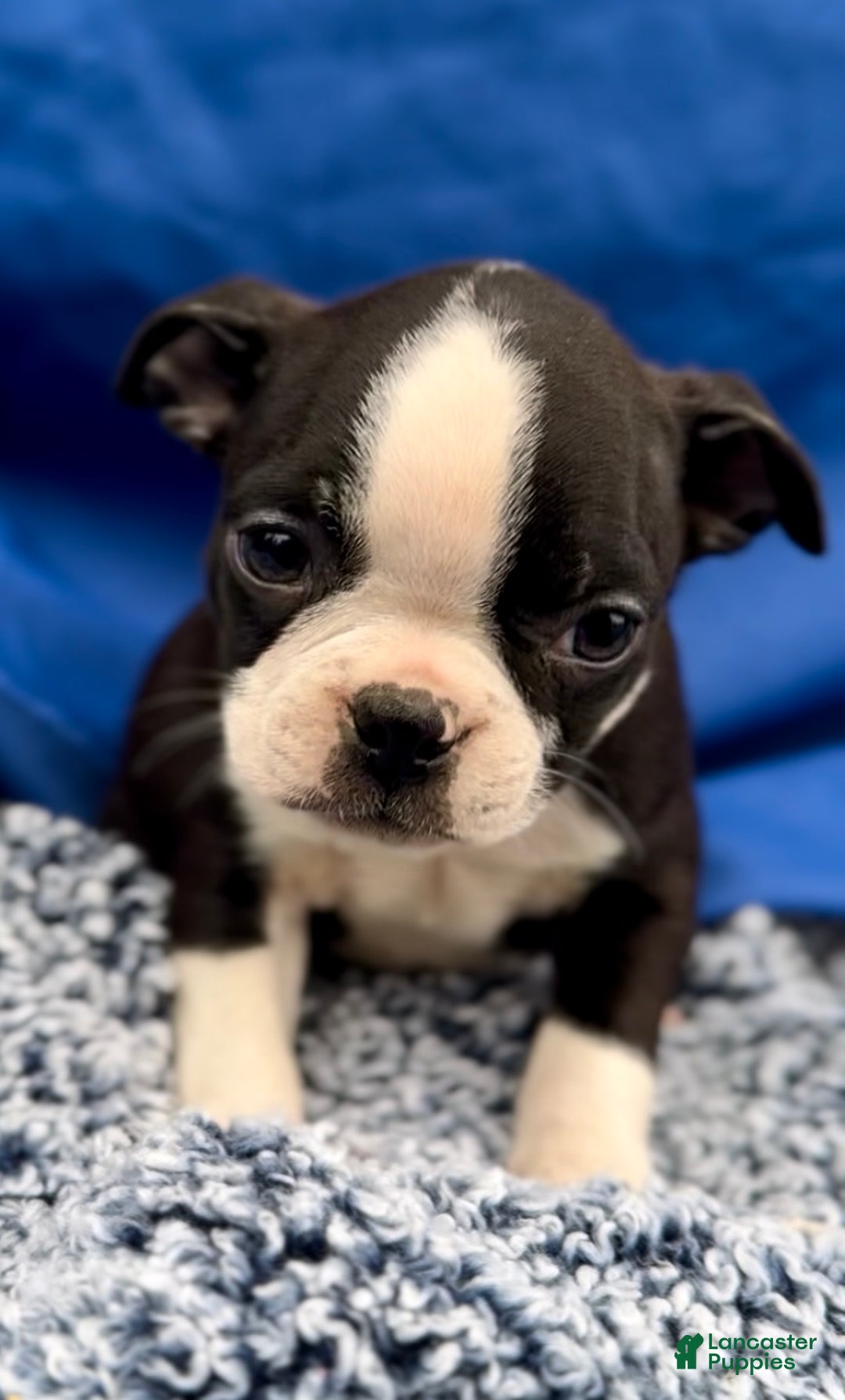 Boston Terrier dogs for sale: Baxter - Ad 1