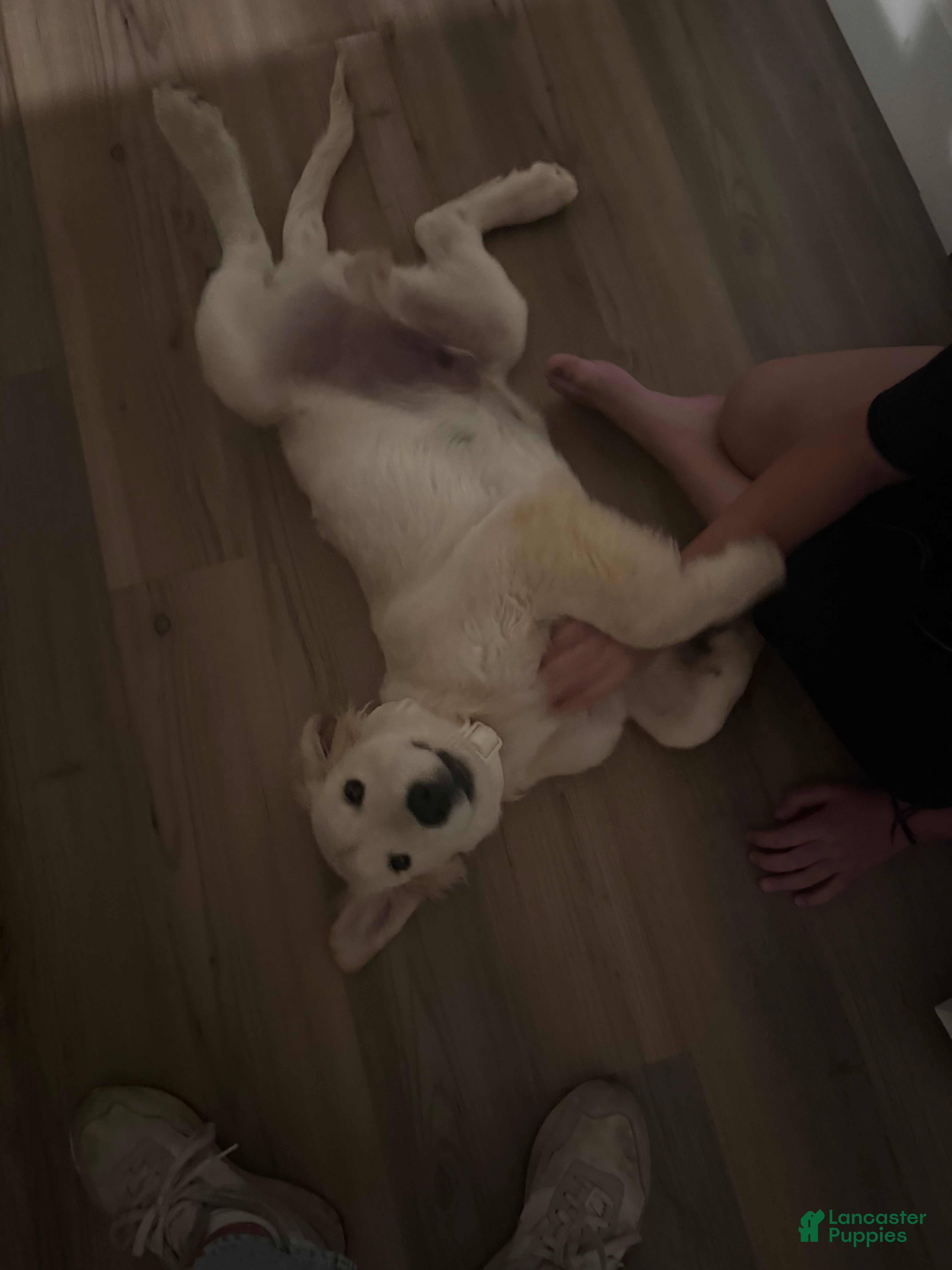 Golden Retriever dogs for sale: Golden Retriever 1 - Ad 2
