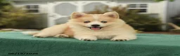 Pomsky dogs for sale: Kade - Ad 3