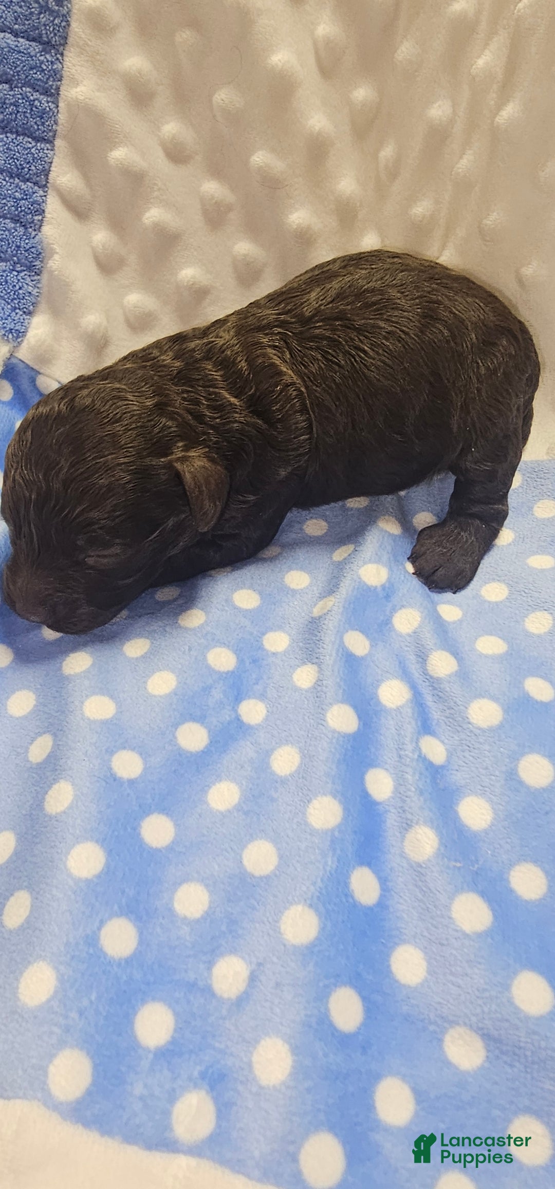 Toy Poodle dogs for sale: Toy Poodle Puppy 1 - Ad 2