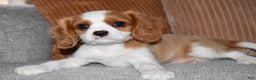 Cavalier King Charles Spaniel dogs for sale: Myles - Ad 2