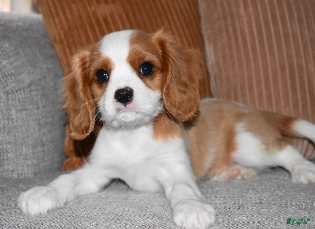 Cavalier King Charles Spaniel dogs for sale: Myles - Ad 2