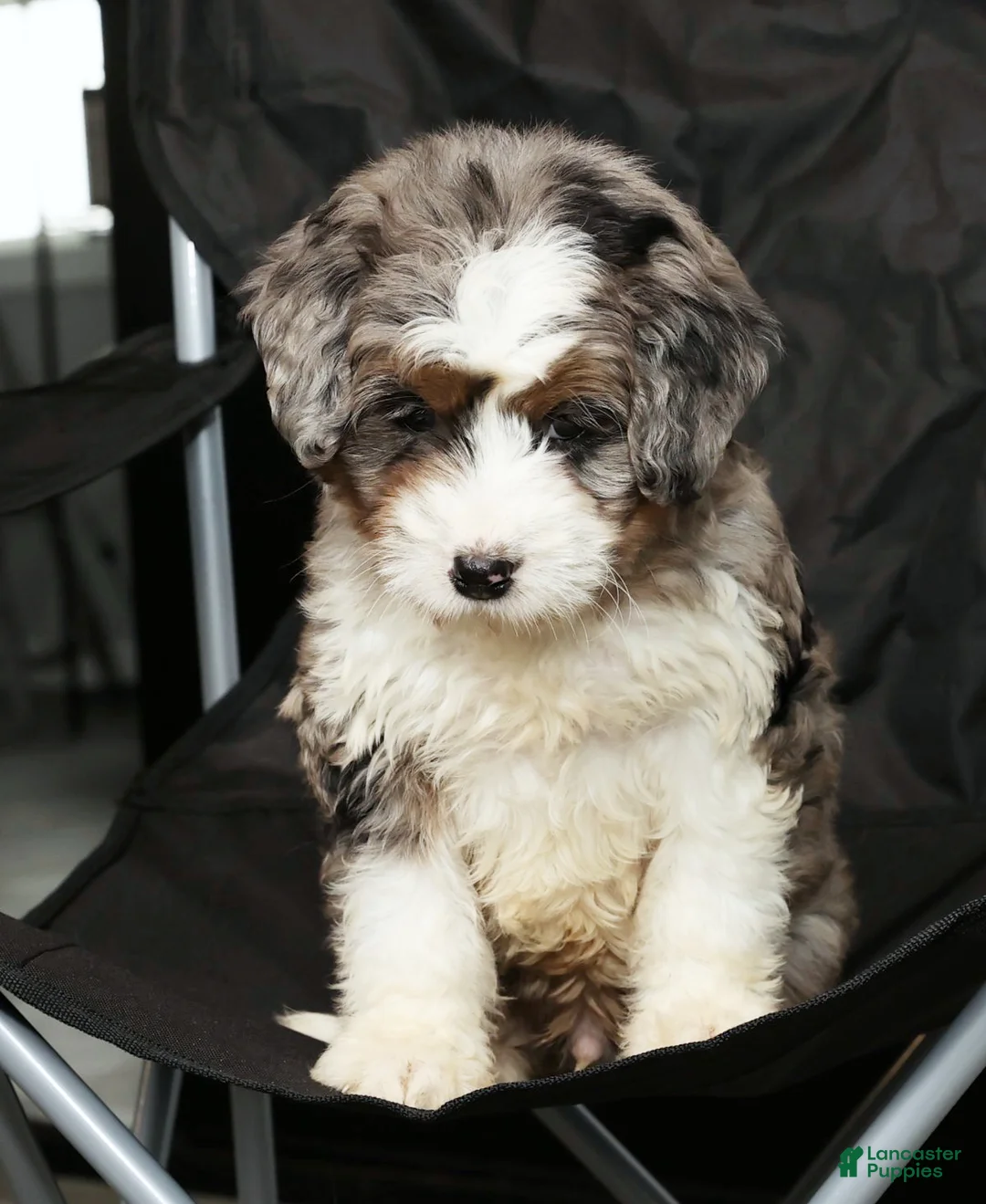 Mini Bernedoodle dogs for sale: Teddy - Ad 6