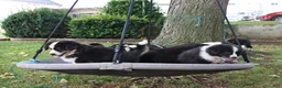 Mixed Breed dogs for sale: Daphne - Ad 2