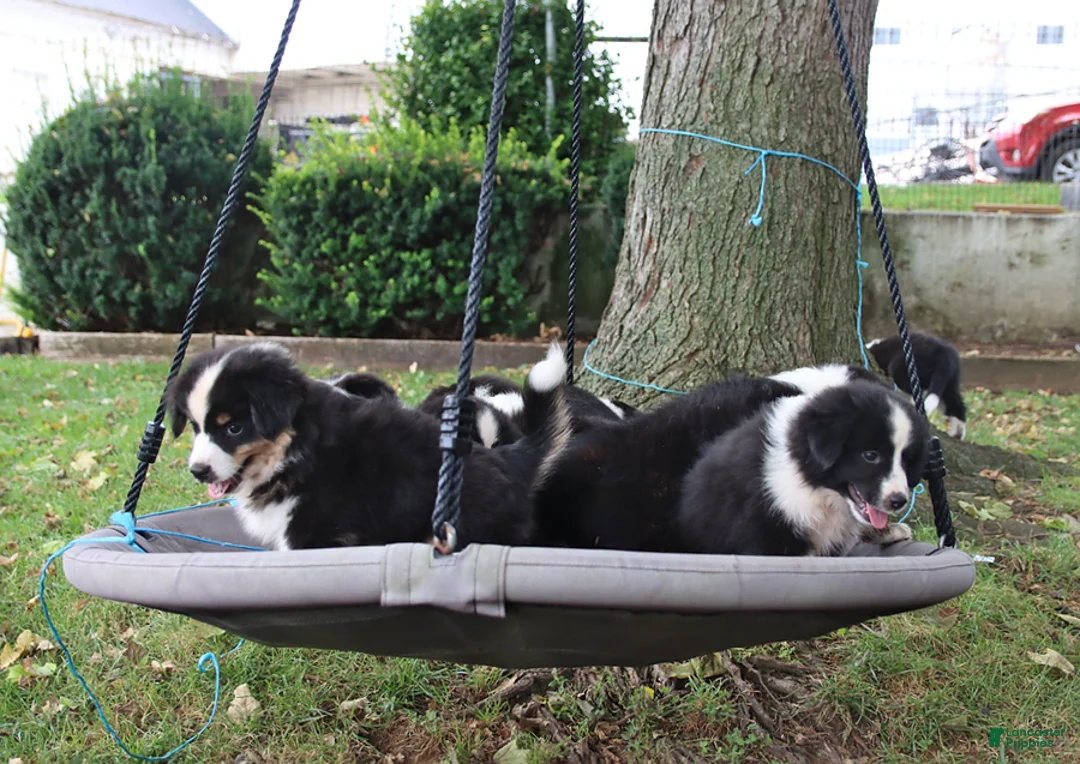 Mixed Breed dogs for sale: Daphne - Ad 2