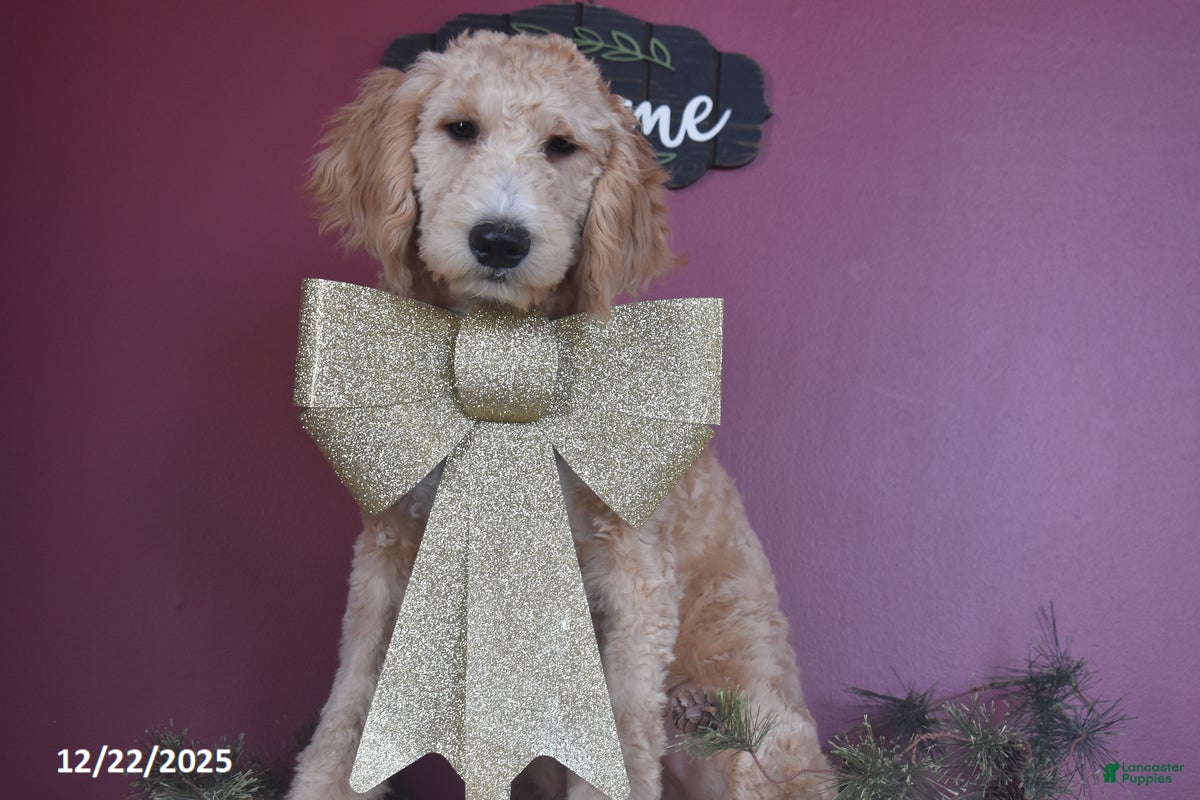 Goldendoodle dogs Gavin - Ad 2