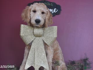 Goldendoodle dogs Gavin - Ad 25