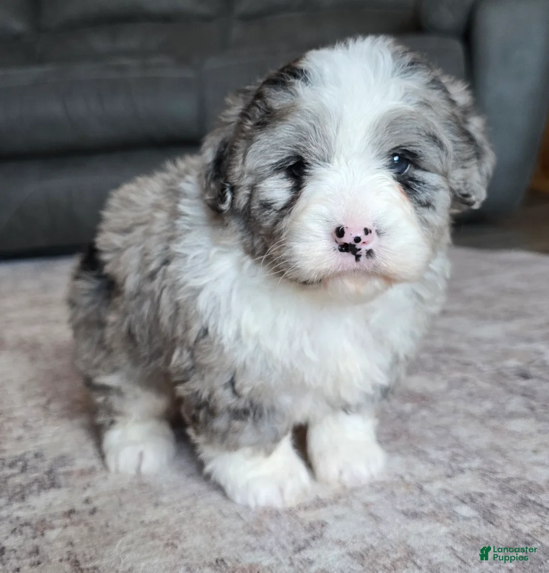 Mini Bernedoodle dogs for sale: Mini Maggie - Ad 2