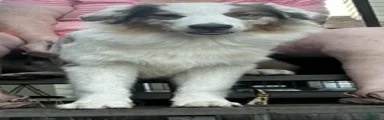 Australian Shepherd 2
