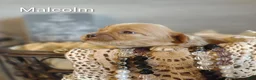 Shihpoo dogs for sale: Shihpoo Puppy 5 Malcolm  - Ad 8