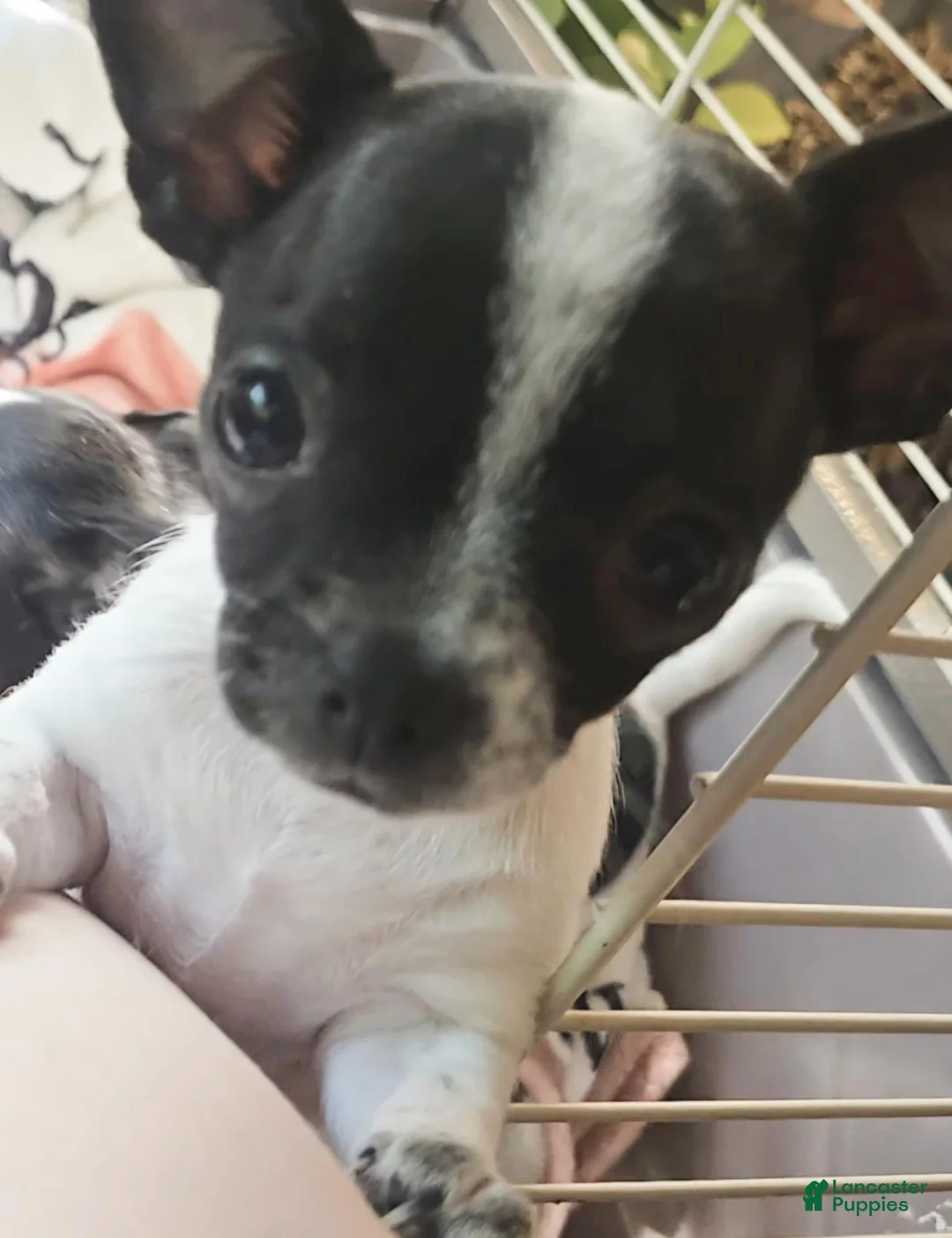 Chihuahua dogs for sale: Dottie and spot - Ad 2