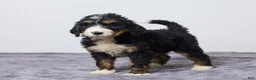 Bernedoodle dogs for sale: Karla - Ad 3