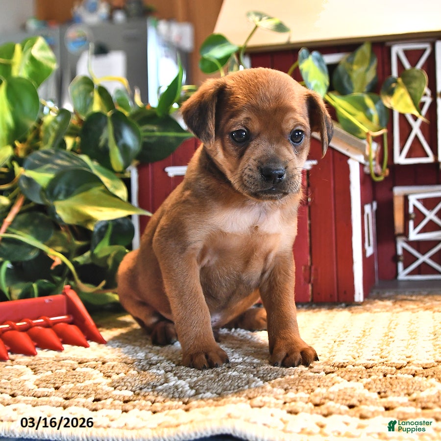 Mixed Breed dogs Ginger - Ad 2