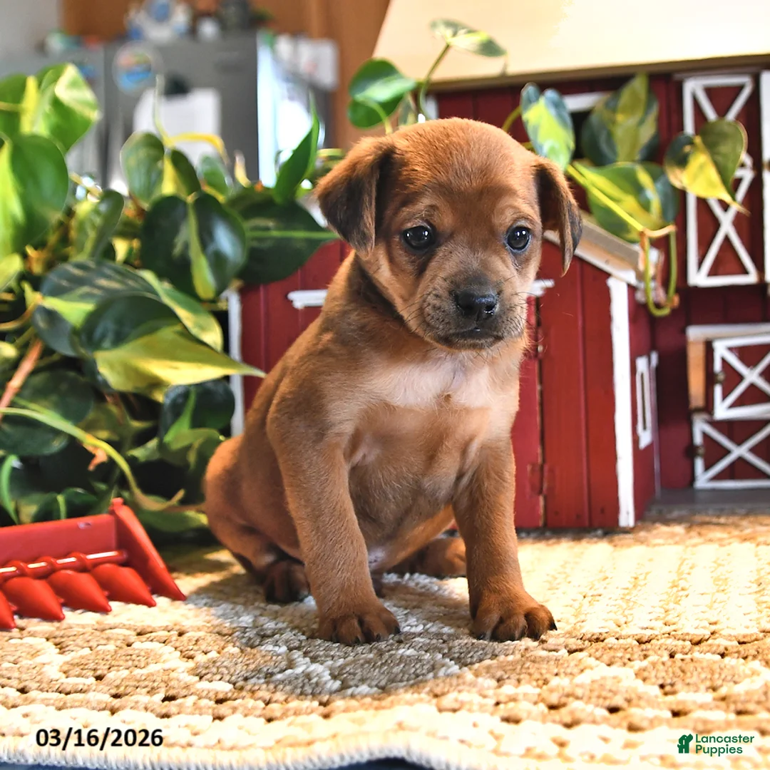 Mixed Breed dogs for sale: Ginger - Ad 2