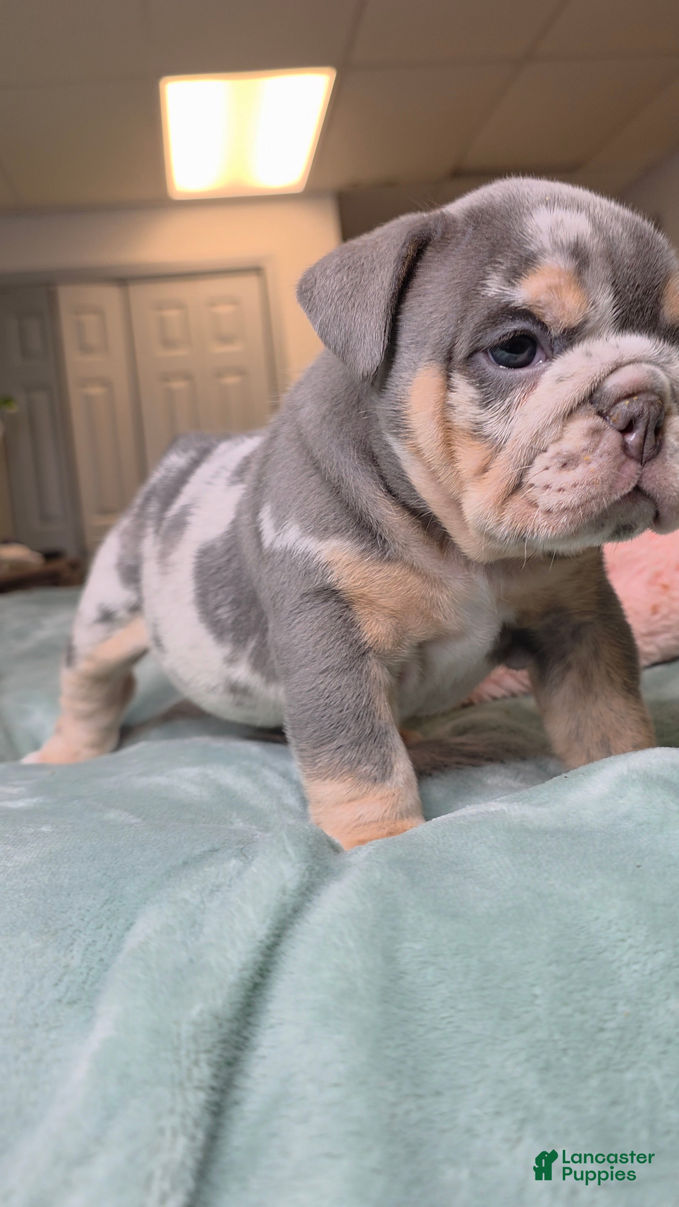 English Bulldog dogs for sale: Bambi - Ad 2