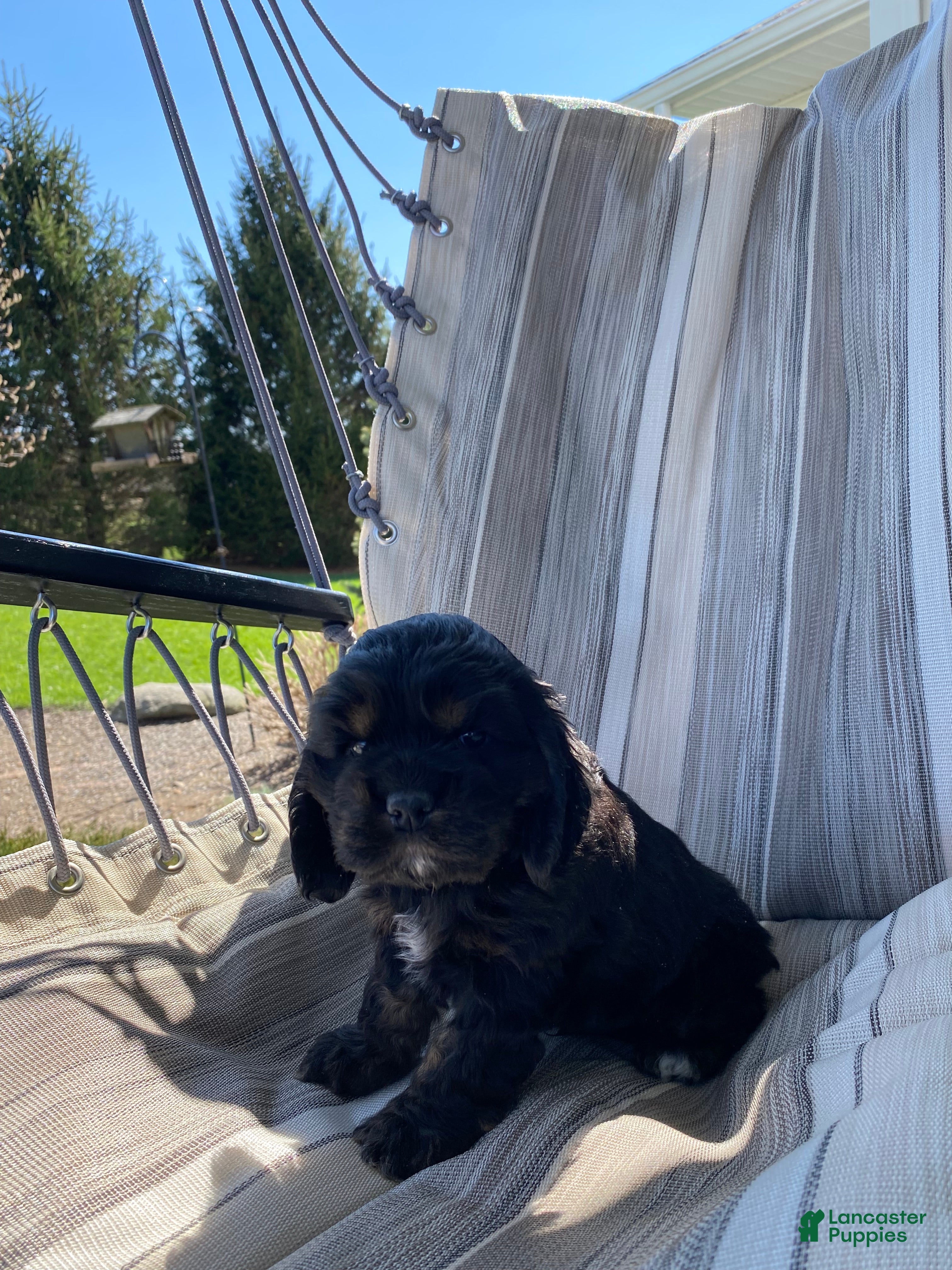 Cocker Spaniel dogs Gabe - Ad 1