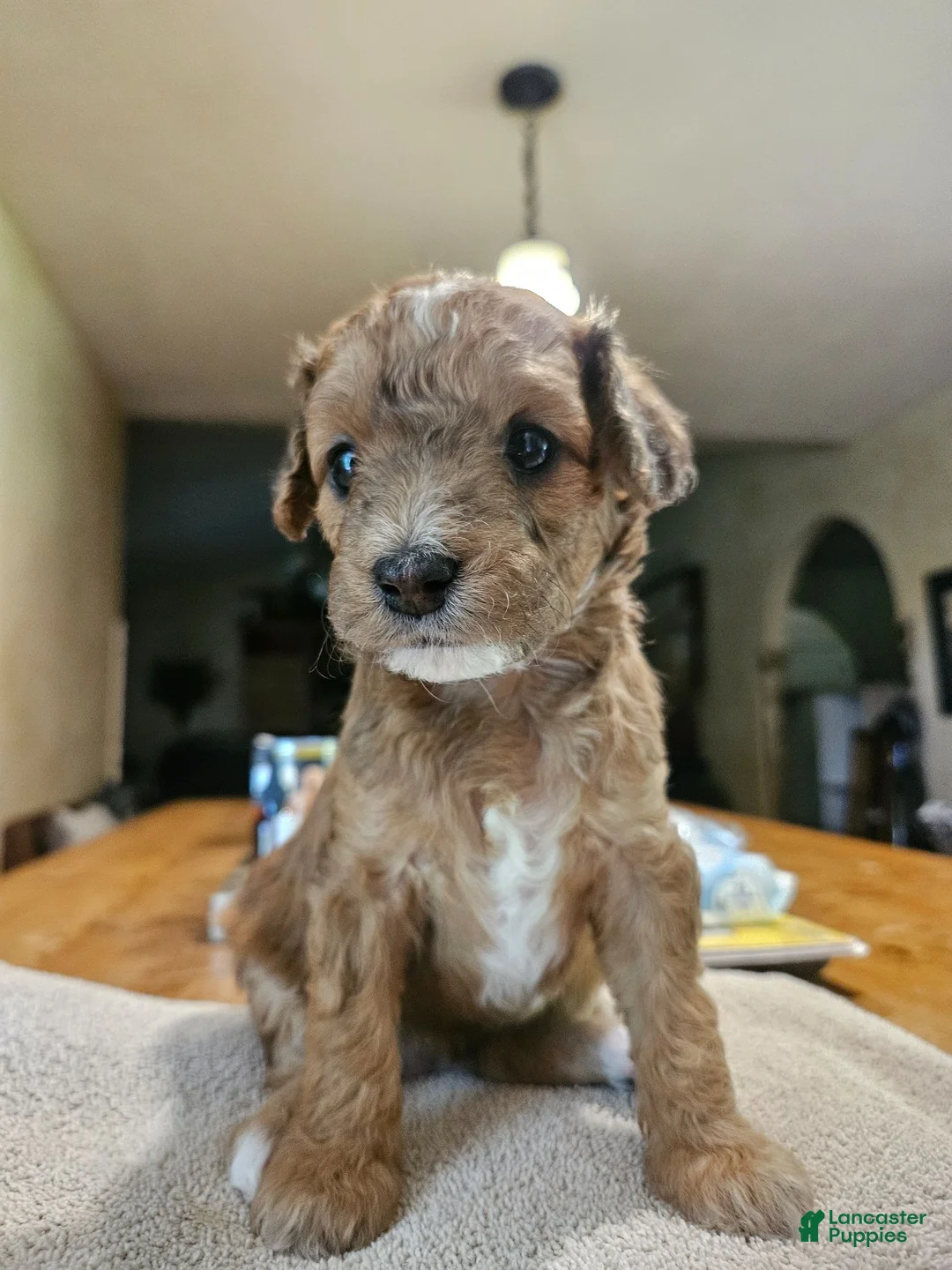 Mini Goldendoodle dogs for sale: Mini Goldendoodle 5 - Ad 1