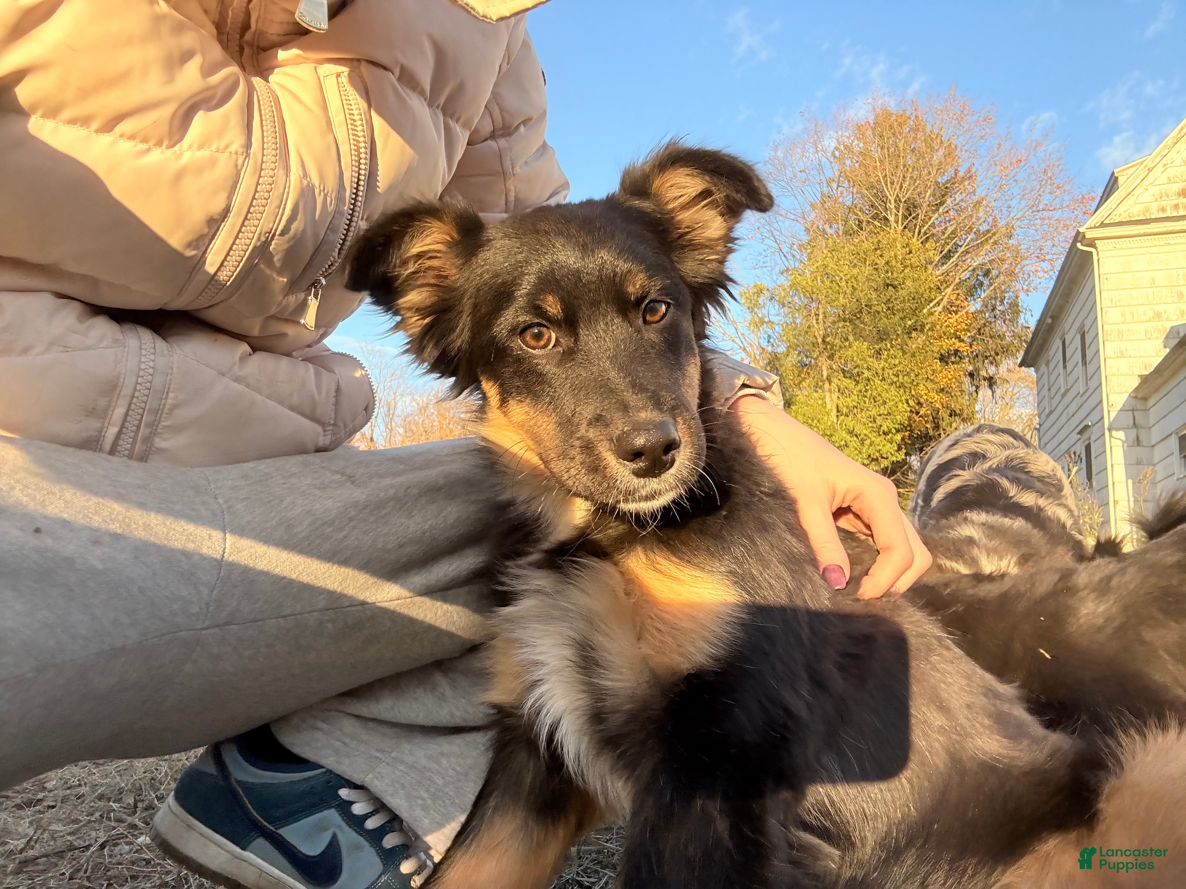 Australian Shepherd dogs Australian Shepherd Puppy 6 - Ad 39
