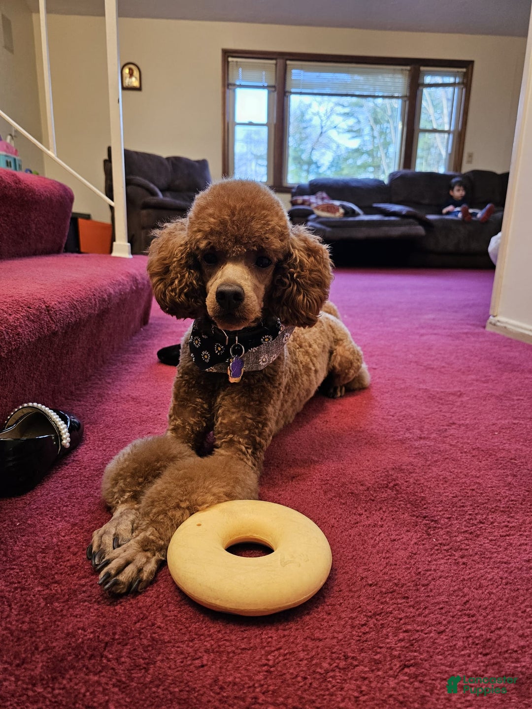 Miniature Poodle dogs for sale: Ginger - Ad 1