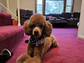 Miniature Poodle dogs Ginger - Ad 38