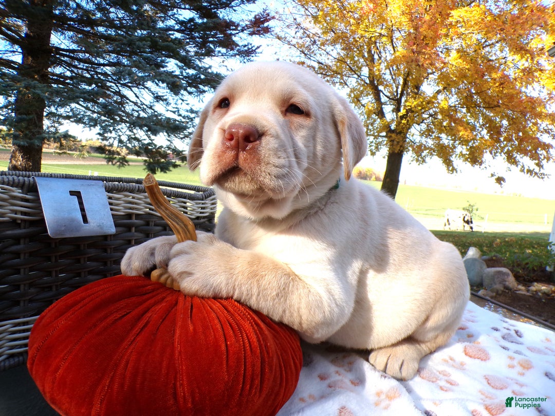 Labrador Retriever dogs for sale: Labrador Retriever Puppy 1 Baxter - Ad 2