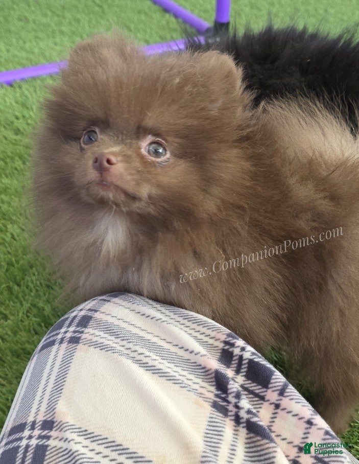 Pomeranian dogs CJ - Coffee Junior - Pomeranian Puppy! - Ad 2