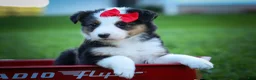 Mixed Breed dogs for sale: Goose🐾 - Ad 9