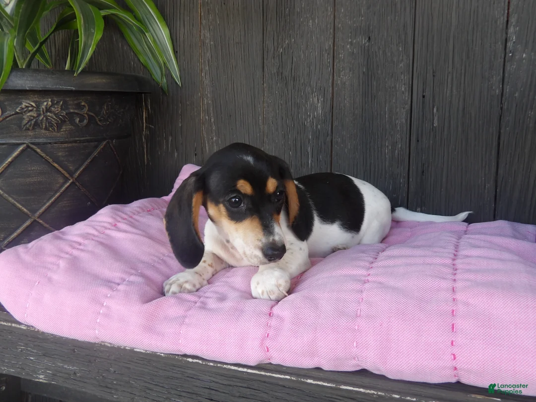 Miniature Dachshund dogs for sale: Violet - Ad 2
