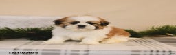 Shih Tzu dogs for sale: Lucky - Ad 2